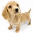 ミニチュア・ダックスフント