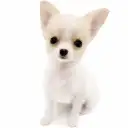MIX(チワワ×パピヨン)