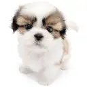 シーズー
