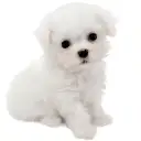 マルチーズ