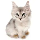 ソマリ