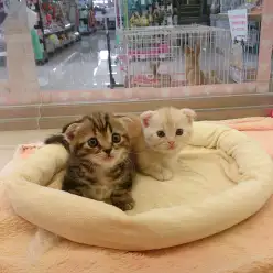 【おすすめパピー情報】大倉山店マンチーズ誕生