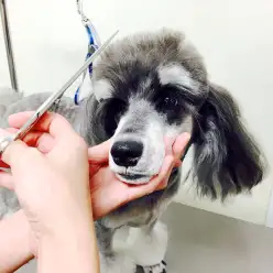 革新のシステム『スピードトリミング』のご紹介