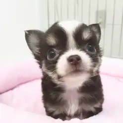 東日暮里店発：マンション・アパート飼育における3つのポイント!