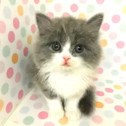 マルワンの『推しニャンコ』ラガマフィンを考察!