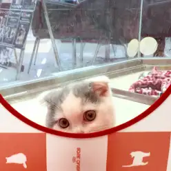 マルワン大倉山店発:ニャンコの人馴れ作戦!「0202トレーニング」とは?