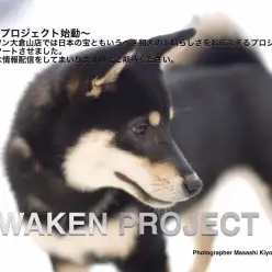 WAKEN〜和犬プロジェクト始めます〜