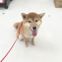 体重管理は大丈夫？肥満対策フードレビュー！