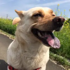 ワンコとのお散歩のススメ！ 〜新横浜編〜
