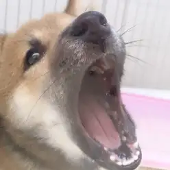 梅雨のイライラを吹き飛ばそう！ワンちゃんとの楽しい室内遊び！