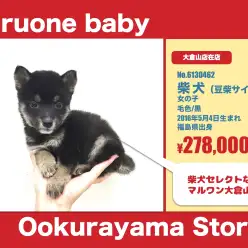 大倉山店オススメベイビー！（No.6130462）