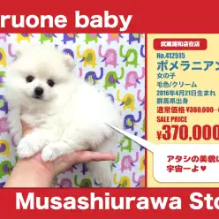 武蔵浦和店オススメベイビー！（No.412515）