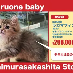 志村坂下店オススメベイビー（No.914193）