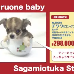 相模大塚店オススメベイビー！(No.814290)