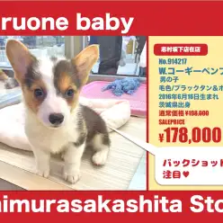 志村坂下店オススメベイビー！（No.914217）