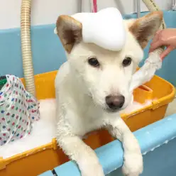 早い者が得をする！?トリミングキャンペーン開催！