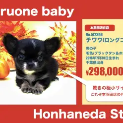 本羽田店オススメベイビー！(No.512396)