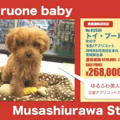 武蔵浦和店オススメベイビー！（No.412535）