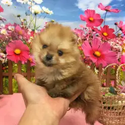 もうすぐデビュー♡マルワンで生まれた「ポメラニアン」