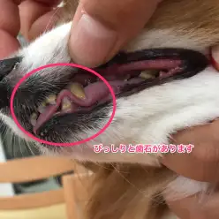 歯石除去技術を研究中！白楽店トリミング室