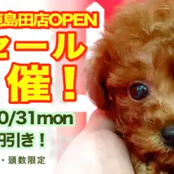 10/1（土）〜10/31（月）協賛セール開始！