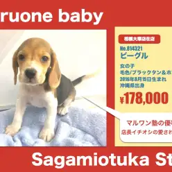 相模大塚店オススメベイビー！(No.814321)