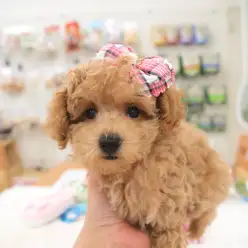 白楽店No.11433：ベリーカーリーなお嬢様プードル！