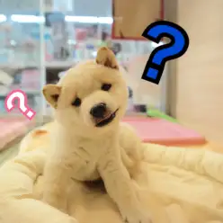 犬の記憶力ってどのくらいかご存知ですか？