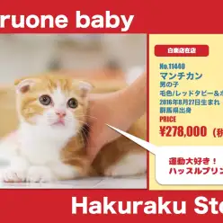 白楽店オススメベイビー！（No.11440）