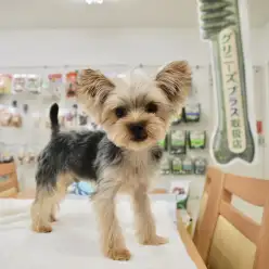 白楽店No.11402：元気いっぱい！小さめヨーキー！