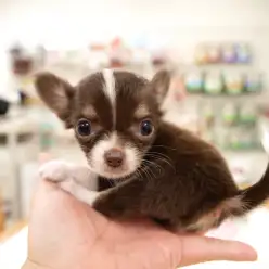 白楽店No.11441：ビターテイストの激マブなチワワ！