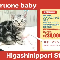 東日暮里店オススメベイビー！（No.014144）