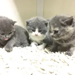 白楽店発：もうすぐデビュー！マルワンで誕生したブリティッシュショートヘア！