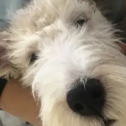 ペットショップスタッフがレビュー！：美犬！ワイヤーフォックステリア！