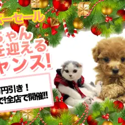 スーパーセール開催！11月18日（金）〜12月18日（日）