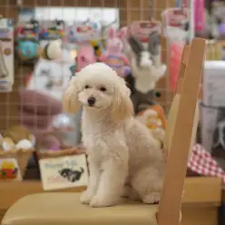 白楽店No.11429：完全兄貴肌！とっても気の優しいトイ・プードル！