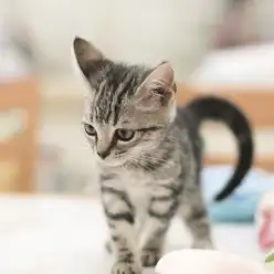 白楽店No.11431：人馴れ抜群！アメリカンショートヘア！