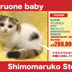 下丸子店オススメベイビー！（No.116100）