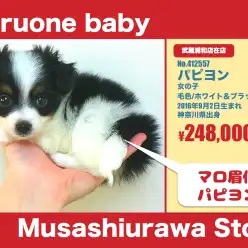 武蔵浦和店オススメベイビー！（No.412557）