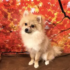 大倉山店発!!美しいリングを持った笑うポメちゃん!!