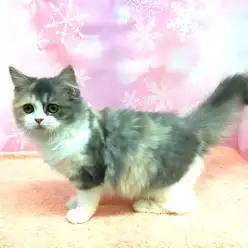 大倉山店No.6130514：噂のパステルキキャリコ♥「ラガマフィン」