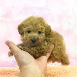 大倉山店No.6130515:家族のアモーレ!!ラブリートイ・プードル♥