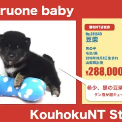 港北NTオススメベイビー！（No.311649）