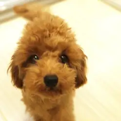 大倉山店No6130491:プードル界のアイドル!!瞳が綺麗なトイ・プードルちゃん！