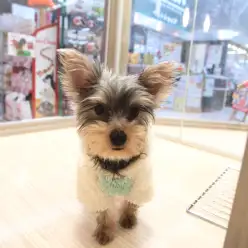 大倉山店No.6130479歩く宝石☆ヨークシャーテリア！