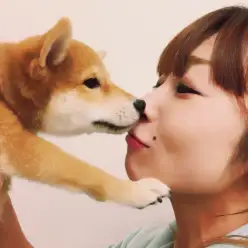 ペットショップスタッフがレビュー！：大倉山店の柴犬マニアが柴犬の魅力を紹介！