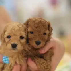 白楽店発：もうすぐデビュー！「トイ・プードル兄妹」