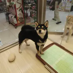 大倉山店No.6130481:日本の宝物＊マロ黒柴＊