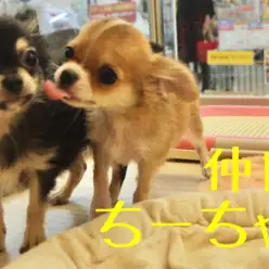 大倉山店No6130495＆6130497：NEWアイドルチーム誕生！チーちゃん's！