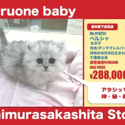 志村坂下店オススメベイビー！（No.914251）